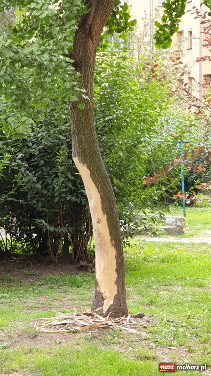 Zdjęcie w galerii na portalu naszraciborz.pl: Komu przeszkadza to drzewo? wiadomości z regionu