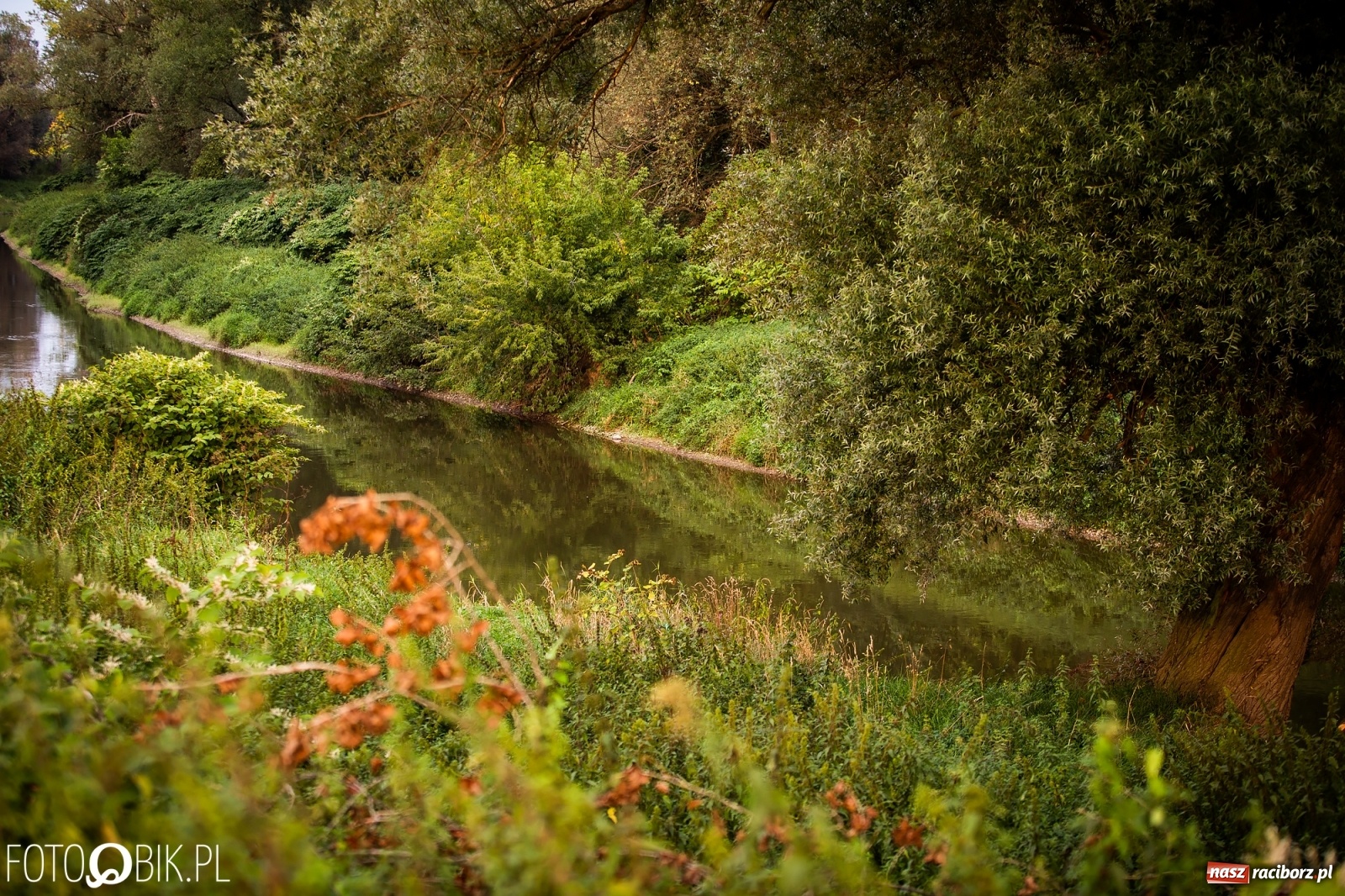 Zdjęcie w galerii na portalu naszraciborz.pl: Prom nie kursuje, wody w Odrze wciąż mało [FOTO i WIDEO]  wiadomości z regionu