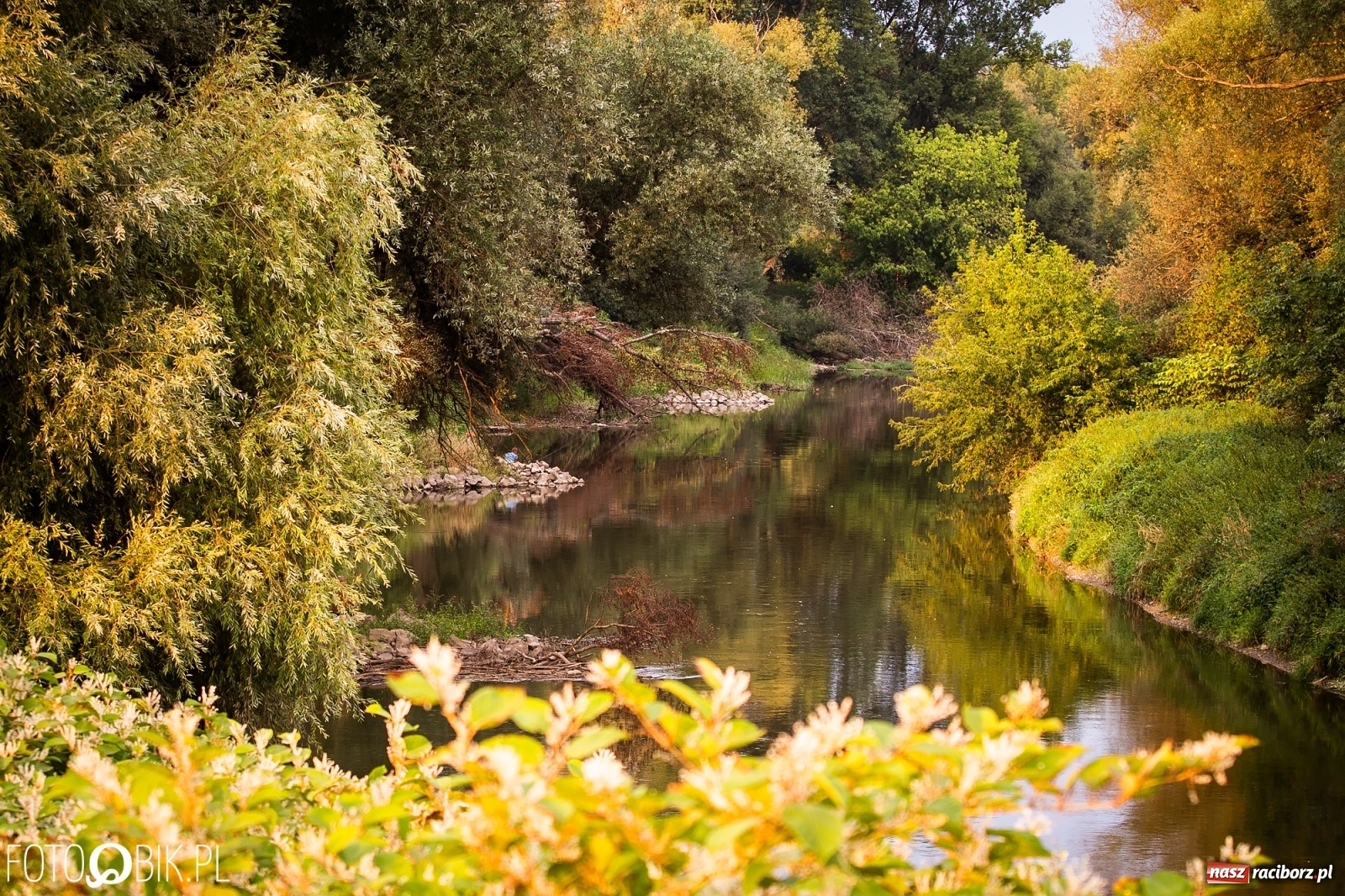 Zdjęcie w galerii na portalu naszraciborz.pl: Prom nie kursuje, wody w Odrze wciąż mało [FOTO i WIDEO]  wiadomości z regionu