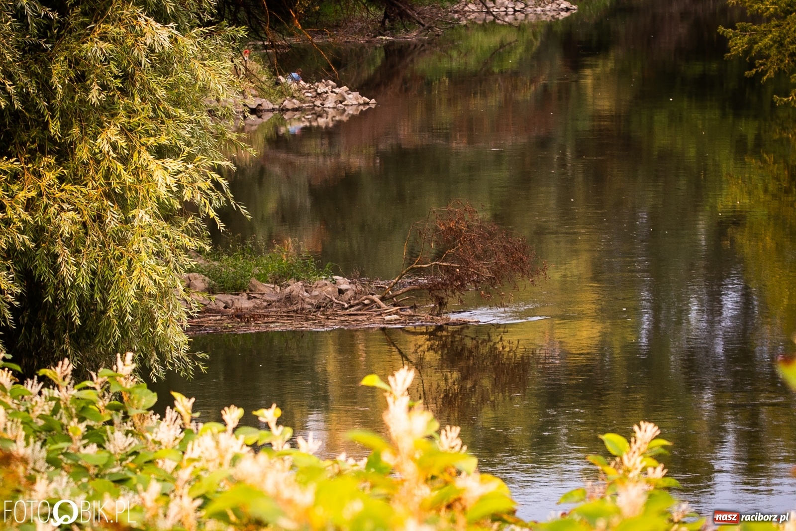 Zdjęcie w galerii na portalu naszraciborz.pl: Prom nie kursuje, wody w Odrze wciąż mało [FOTO i WIDEO]  wiadomości z regionu