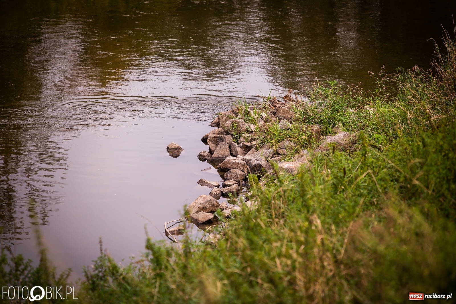 Zdjęcie w galerii na portalu naszraciborz.pl: Prom nie kursuje, wody w Odrze wciąż mało [FOTO i WIDEO]  wiadomości z regionu
