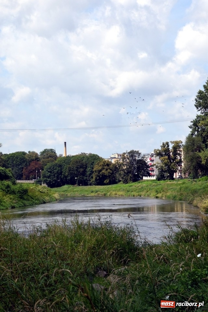 Zdjęcie w galerii na portalu naszraciborz.pl: Czesi przeszukali koryto starej Odry w Raciborzu [FOTO] wiadomości z regionu