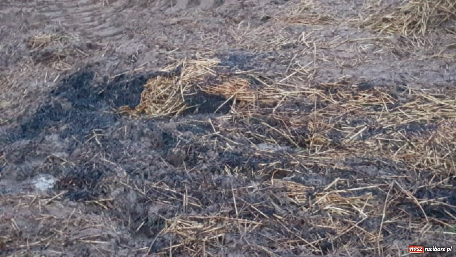 Zdjęcie w galerii na portalu naszraciborz.pl: Akcja straży i policji na Mariańskiej-Kopernika. Podpalenie na granicy Bolesławia i Tworkowa [FOTO] wiadomości z regionu