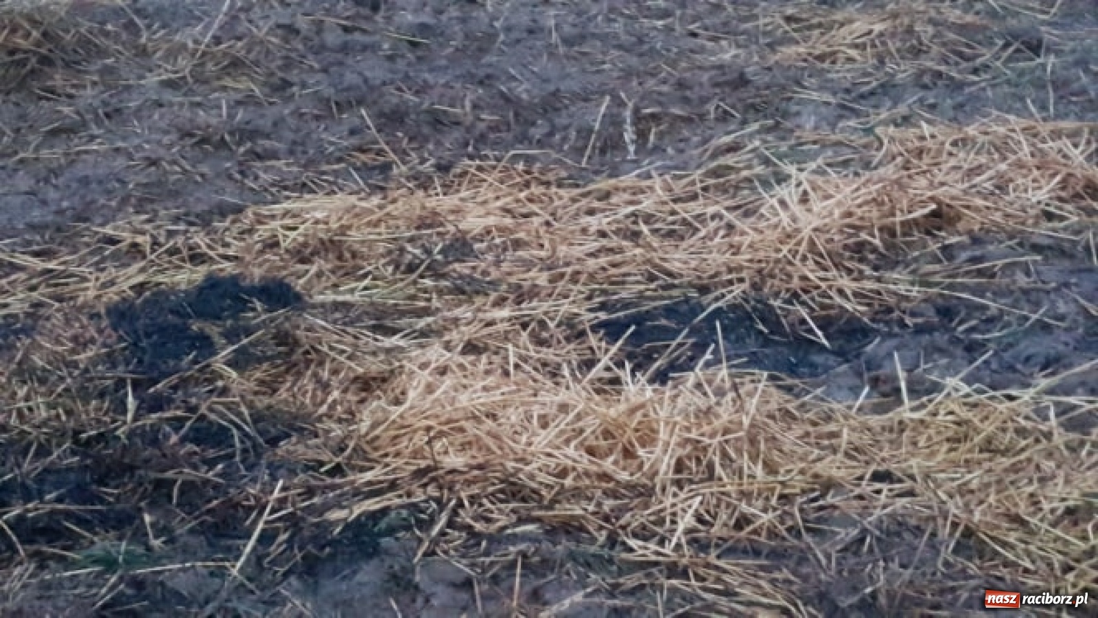 Zdjęcie w galerii na portalu naszraciborz.pl: Akcja straży i policji na Mariańskiej-Kopernika. Podpalenie na granicy Bolesławia i Tworkowa [FOTO] wiadomości z regionu
