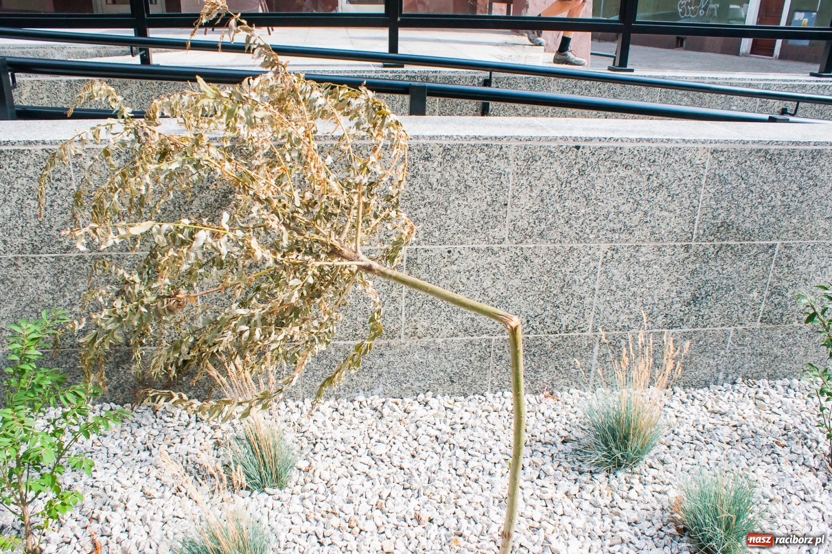 Zdjęcie w galerii na portalu naszraciborz.pl: Serce radnego Wacławczyka zaczęło krwawić  wiadomości z regionu