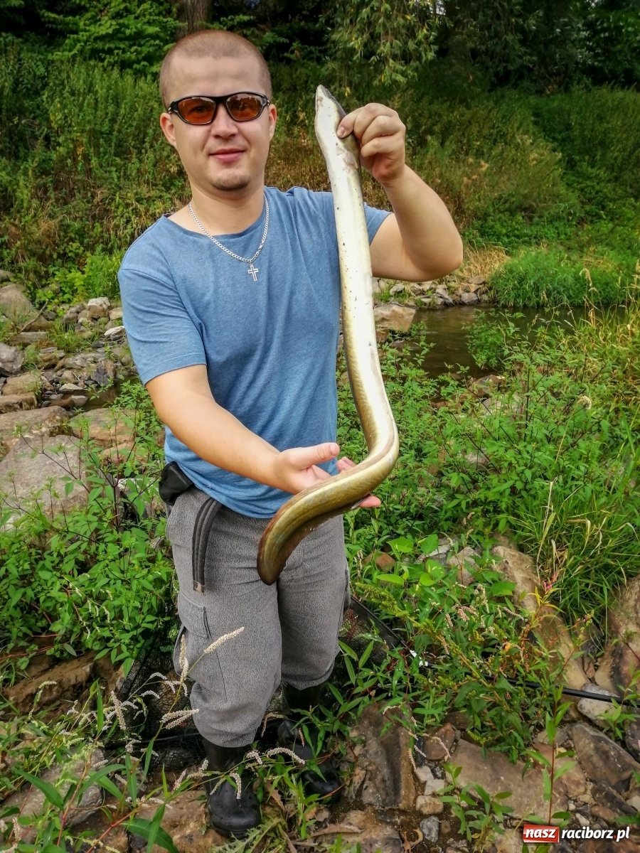 Zdjęcie w galerii na portalu naszraciborz.pl: Piękny okaz węgorza złowiony w miejskiej Odrze [FOTO] wiadomości z regionu