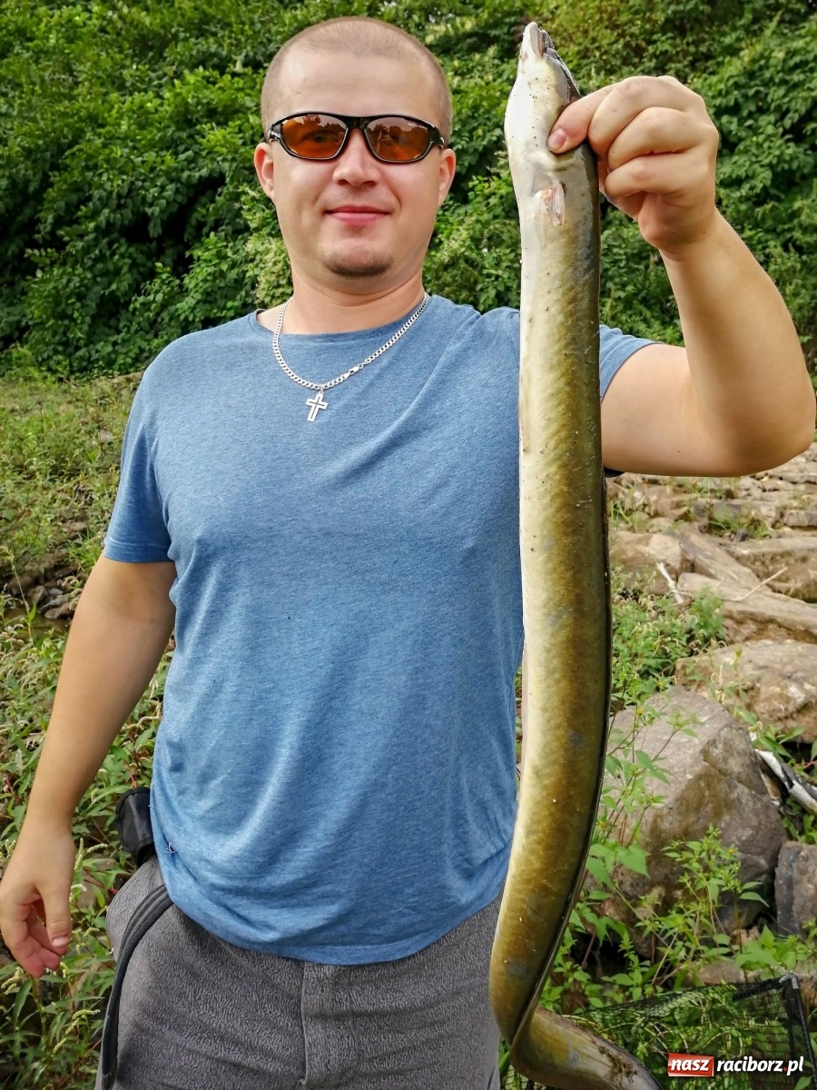 Zdjęcie w galerii na portalu naszraciborz.pl: Piękny okaz węgorza złowiony w miejskiej Odrze [FOTO] wiadomości z regionu