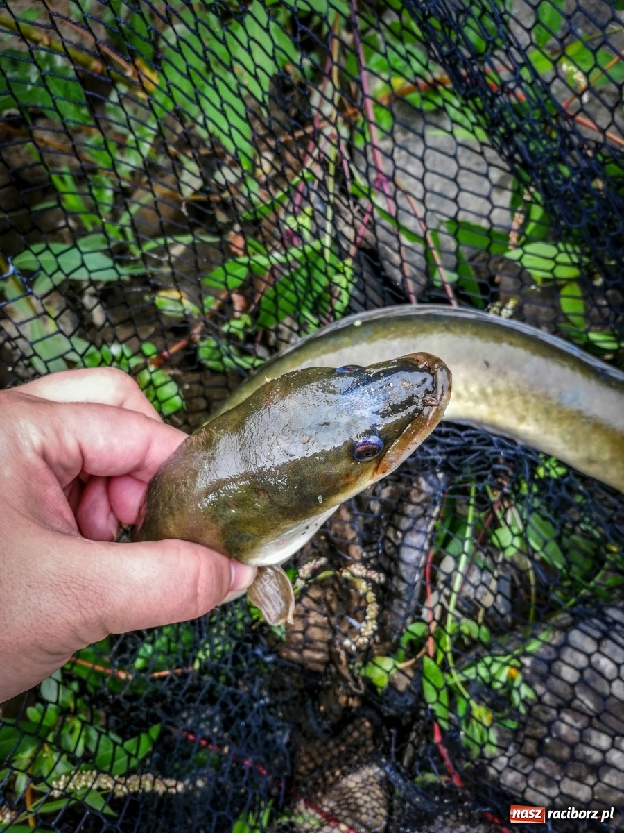 Zdjęcie w galerii na portalu naszraciborz.pl: Piękny okaz węgorza złowiony w miejskiej Odrze [FOTO] wiadomości z regionu