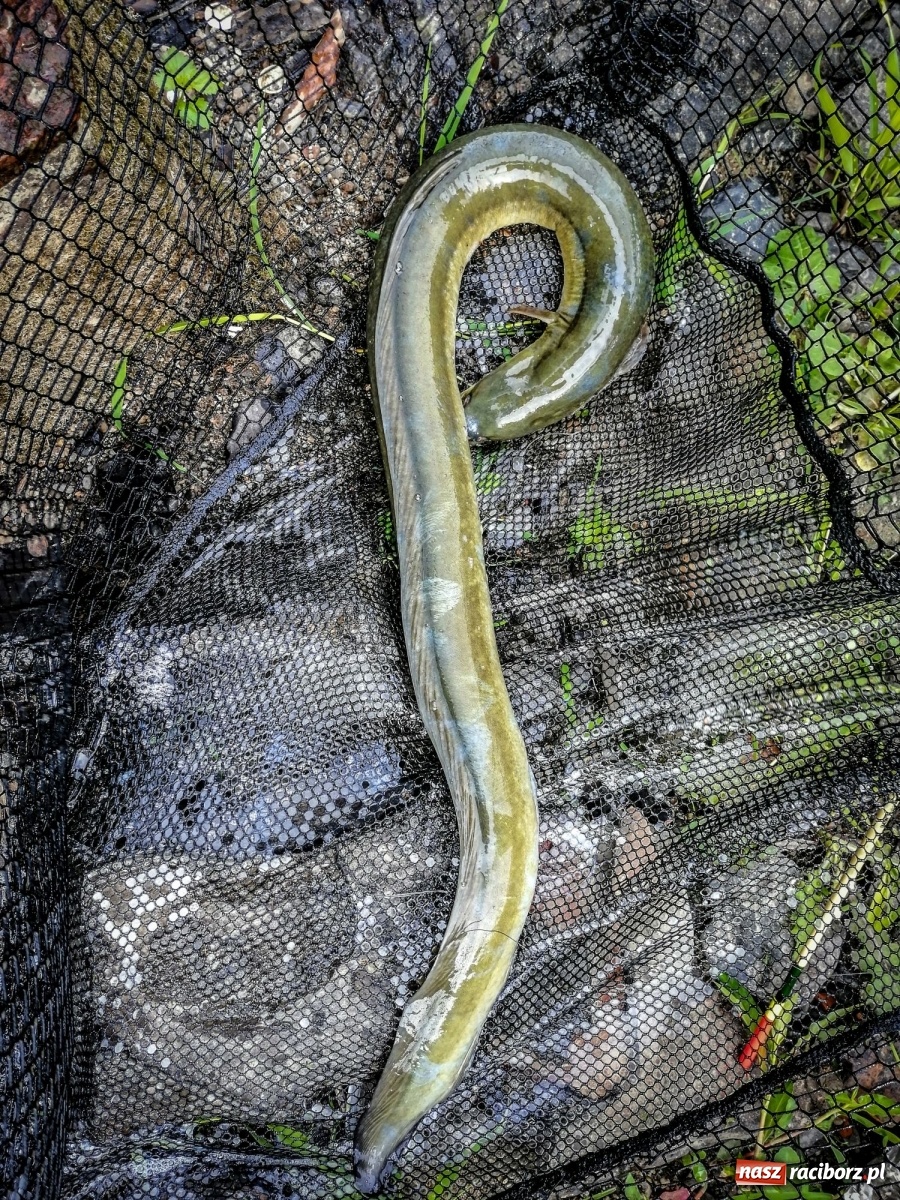 Zdjęcie w galerii na portalu naszraciborz.pl: Piękny okaz węgorza złowiony w miejskiej Odrze [FOTO] wiadomości z regionu
