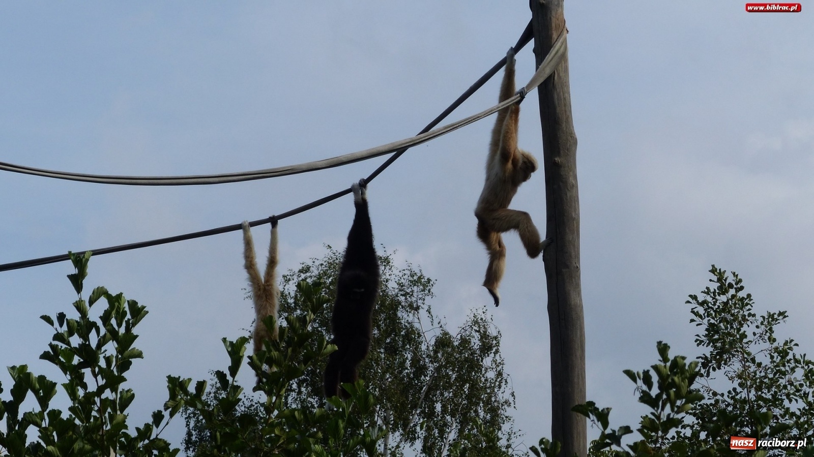 Zdjęcie w galerii na portalu naszraciborz.pl: Młodzi raciborzanie oko w oko z dzikimi zwierzętami wiadomości z regionu