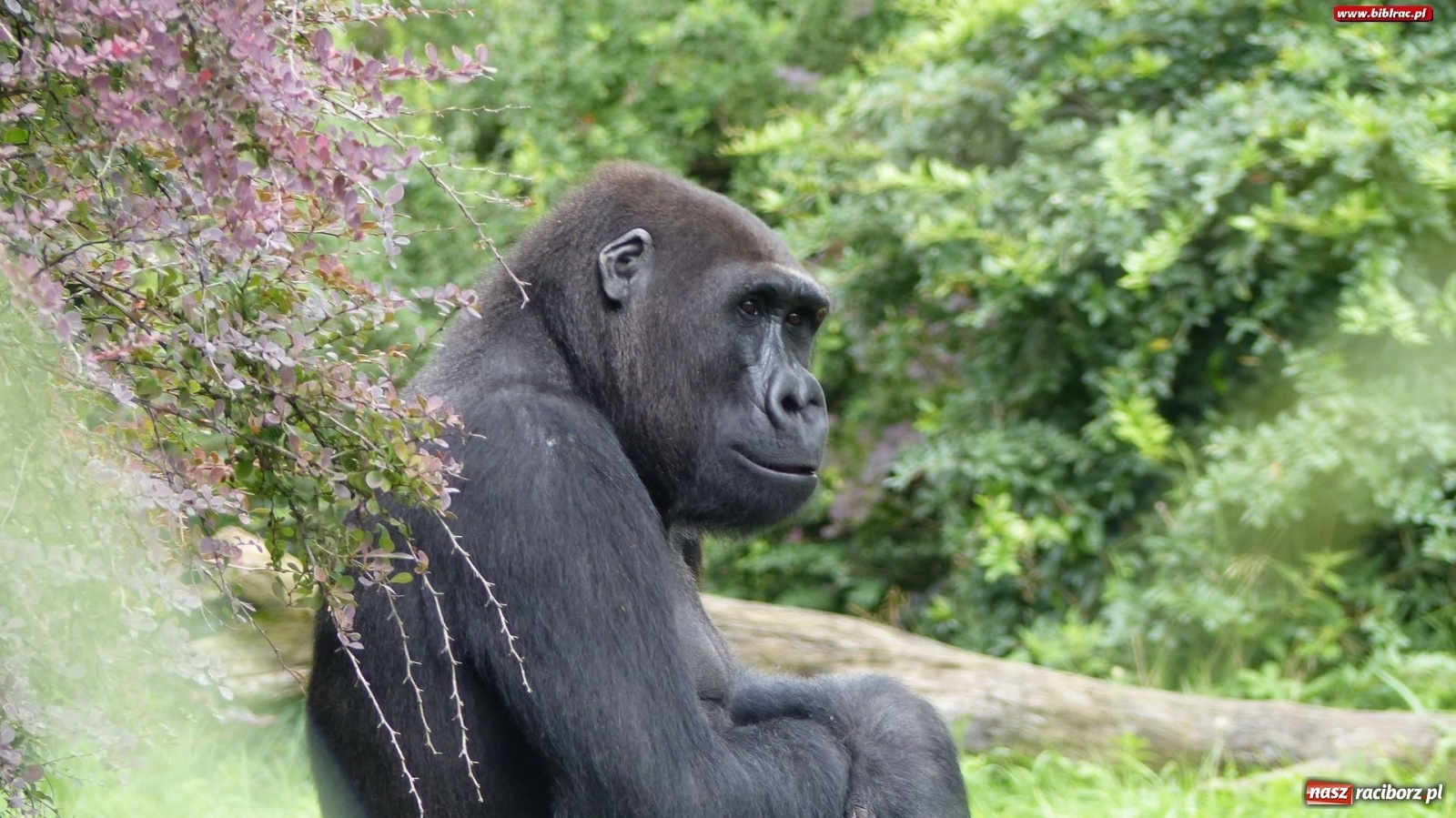 Zdjęcie w galerii na portalu naszraciborz.pl: Młodzi raciborzanie oko w oko z dzikimi zwierzętami wiadomości z regionu