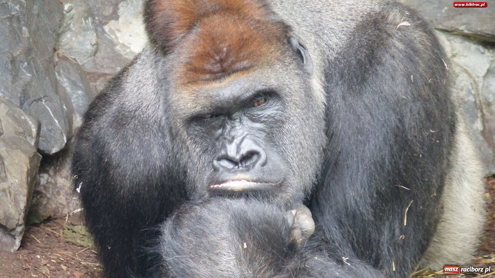 Zdjęcie w galerii na portalu naszraciborz.pl: Młodzi raciborzanie oko w oko z dzikimi zwierzętami wiadomości z regionu