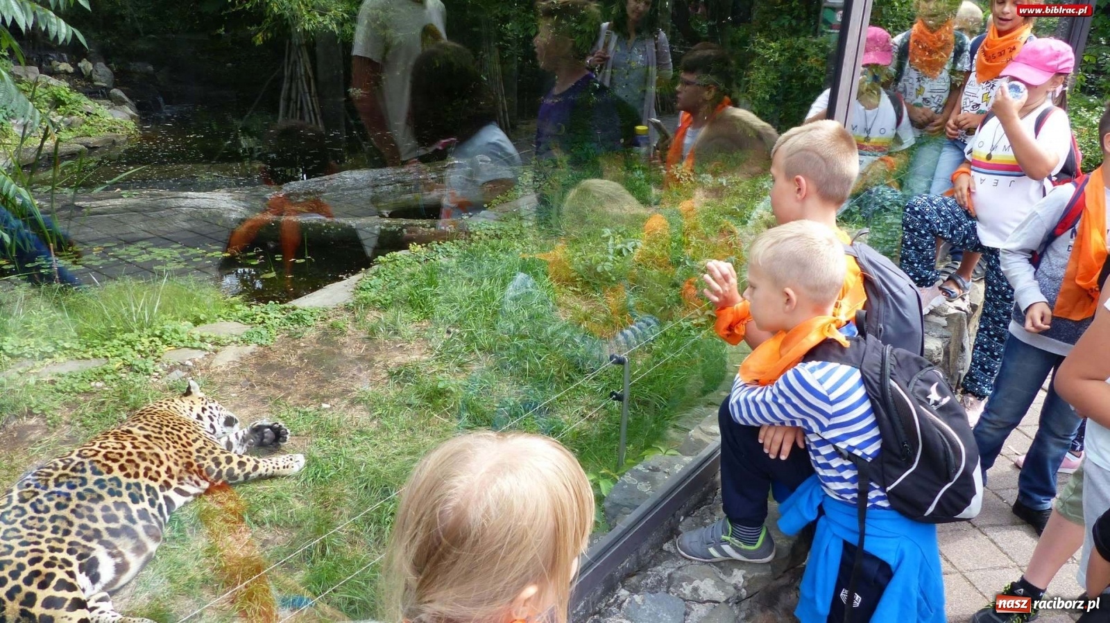 Zdjęcie w galerii na portalu naszraciborz.pl: Młodzi raciborzanie oko w oko z dzikimi zwierzętami wiadomości z regionu