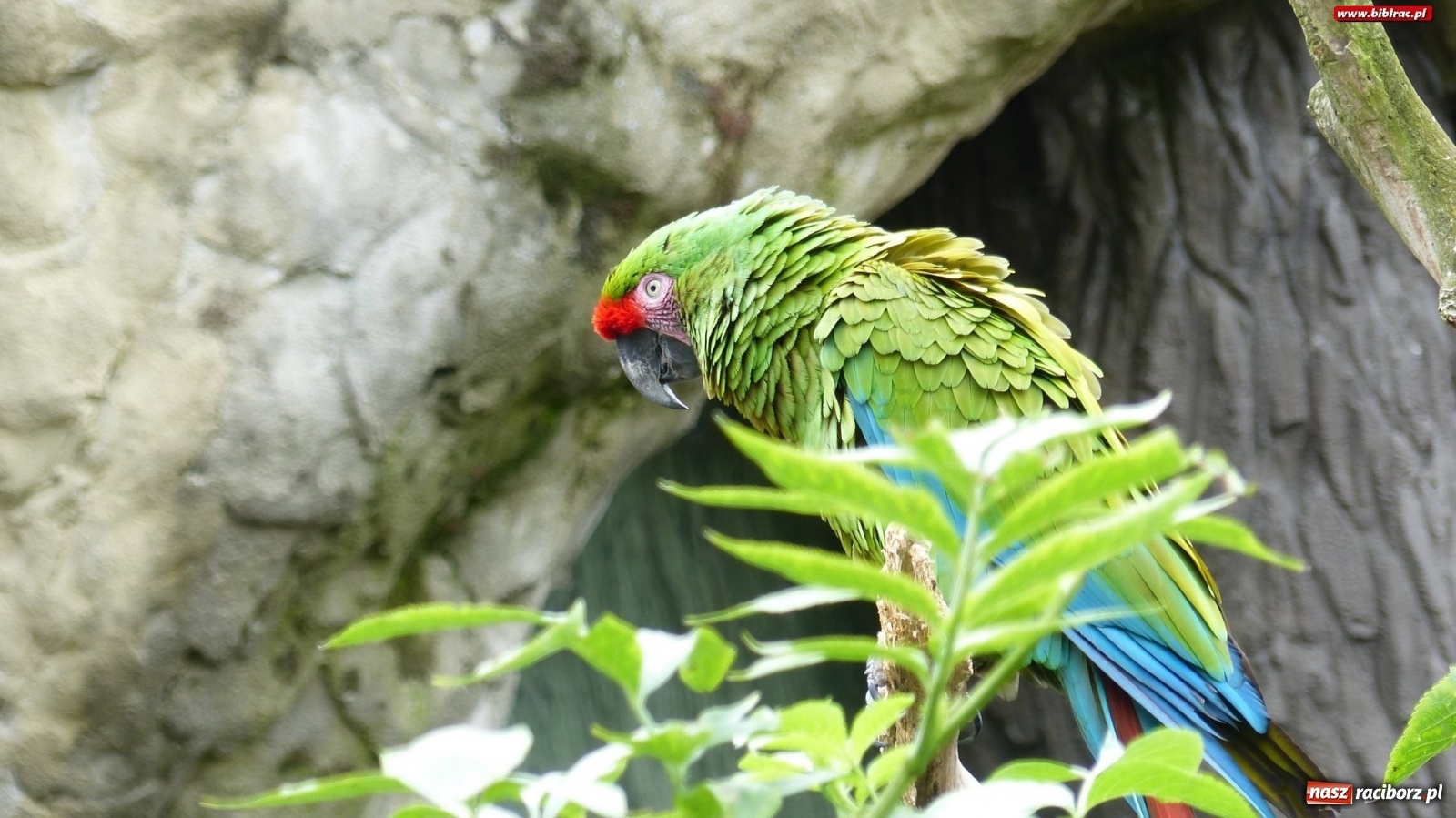 Zdjęcie w galerii na portalu naszraciborz.pl: Młodzi raciborzanie oko w oko z dzikimi zwierzętami wiadomości z regionu