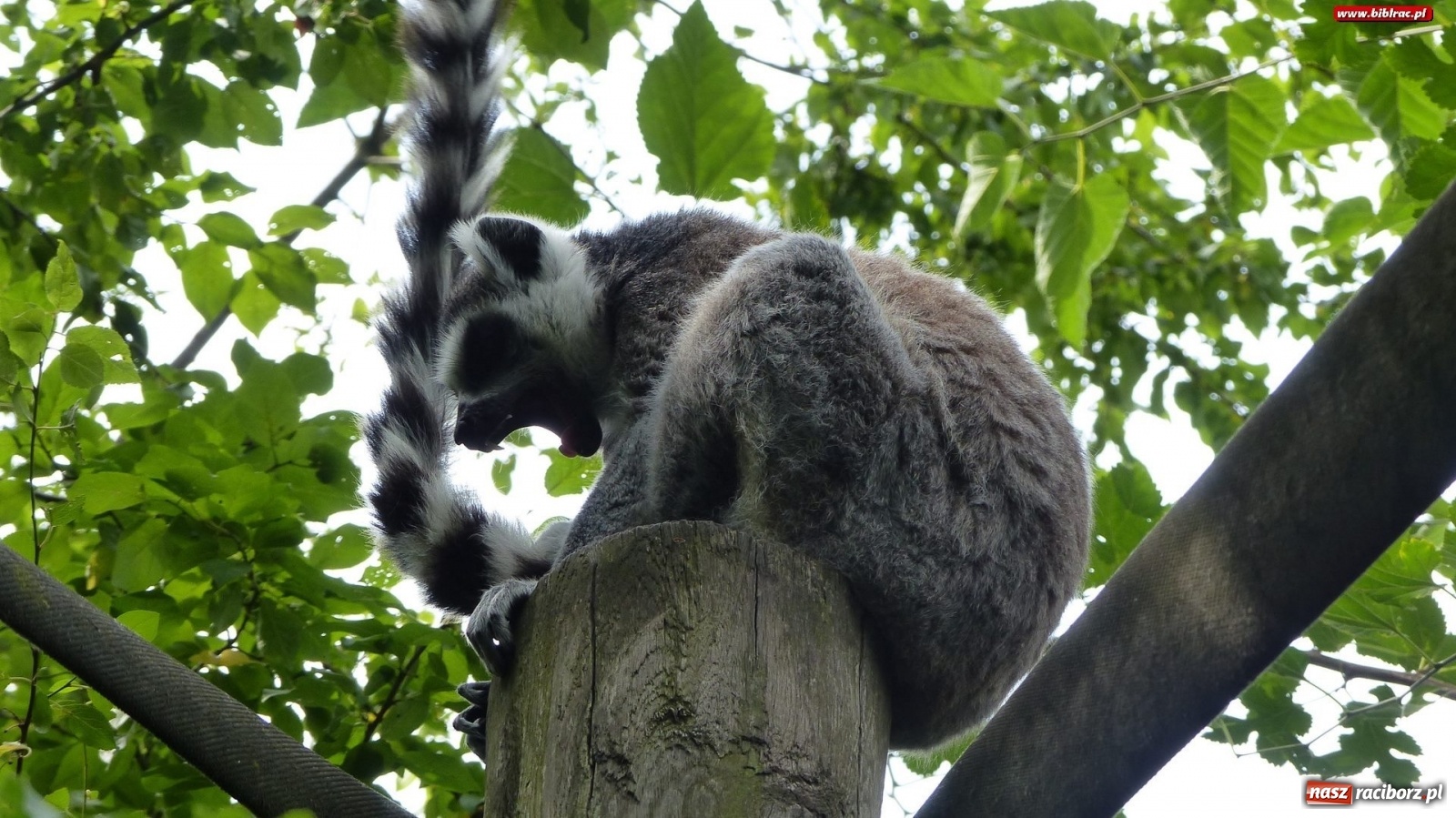 Zdjęcie w galerii na portalu naszraciborz.pl: Młodzi raciborzanie oko w oko z dzikimi zwierzętami wiadomości z regionu