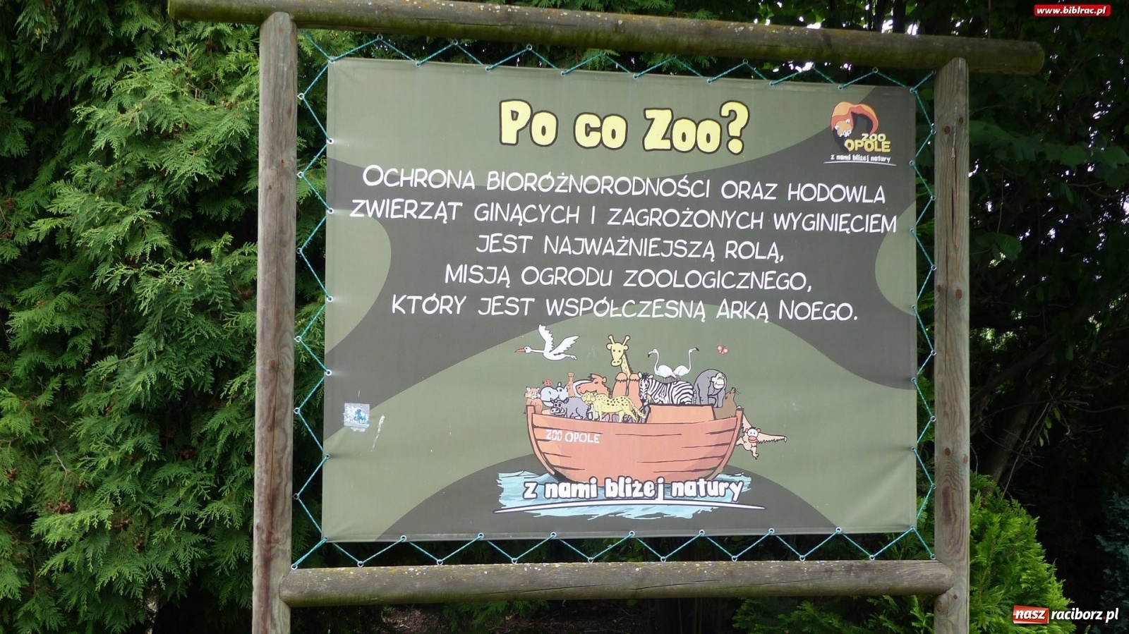 Zdjęcie w galerii na portalu naszraciborz.pl: Młodzi raciborzanie oko w oko z dzikimi zwierzętami wiadomości z regionu