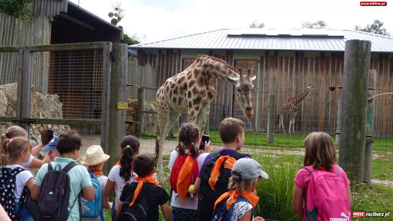 Zdjęcie w galerii na portalu naszraciborz.pl: Młodzi raciborzanie oko w oko z dzikimi zwierzętami wiadomości z regionu