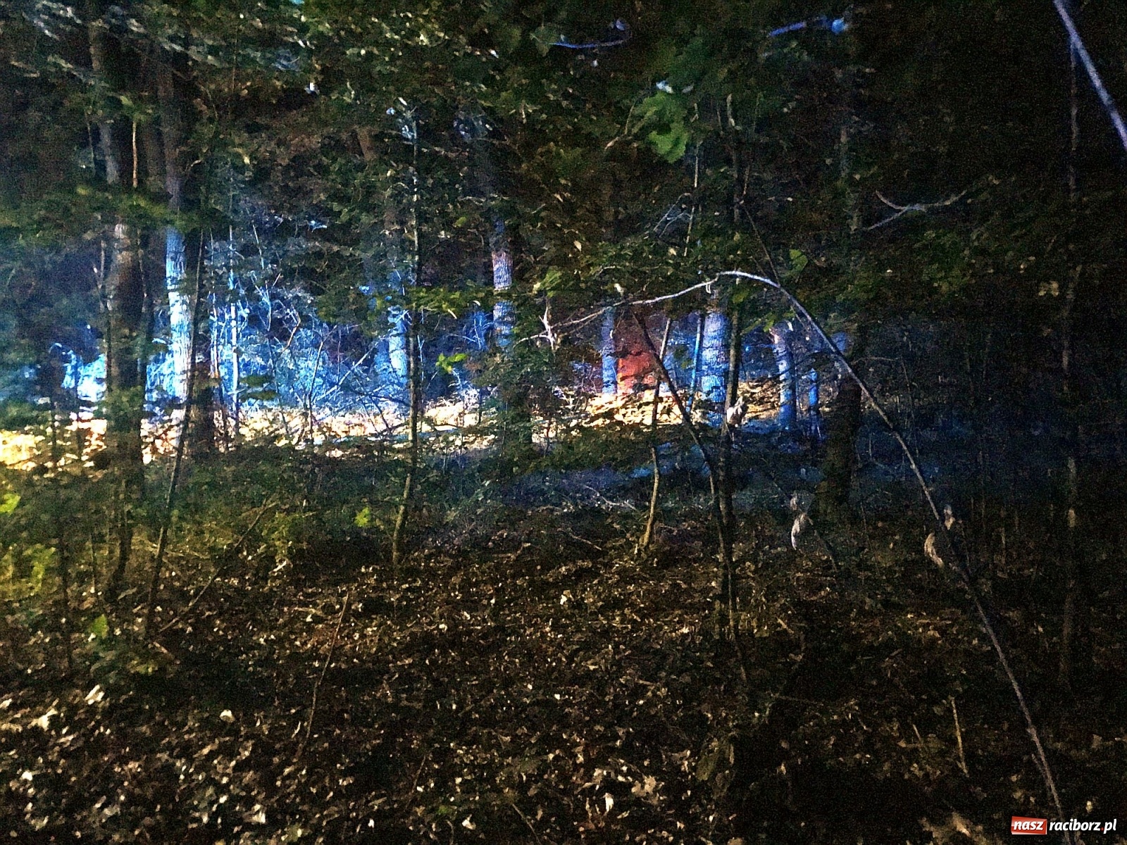 Zdjęcie w galerii na portalu naszraciborz.pl: Próba wzniecenia pożaru w lesie Bismarck w Brzeziu [FOTO i WIDEO] wiadomości z regionu