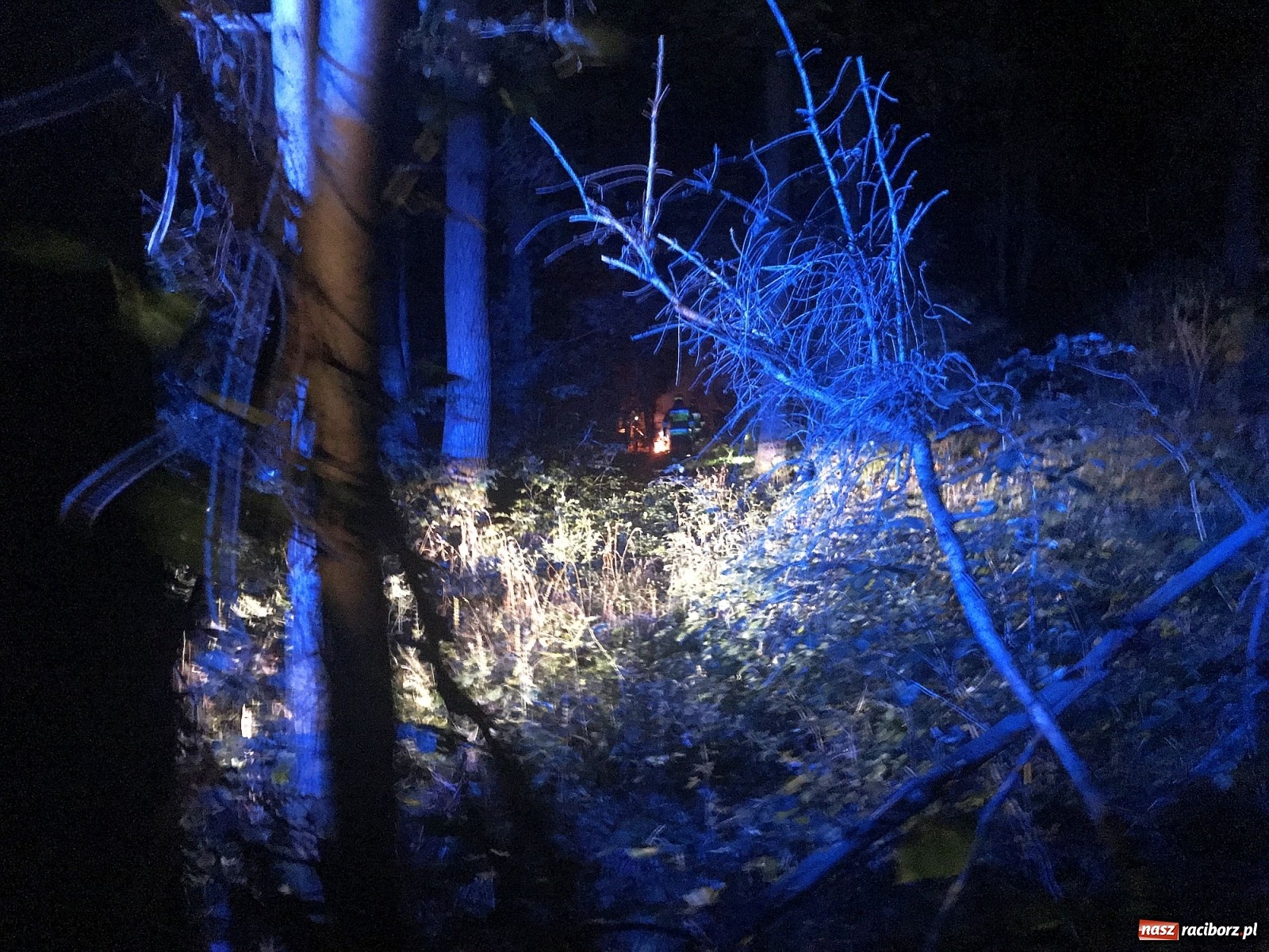 Zdjęcie w galerii na portalu naszraciborz.pl: Próba wzniecenia pożaru w lesie Bismarck w Brzeziu [FOTO i WIDEO] wiadomości z regionu