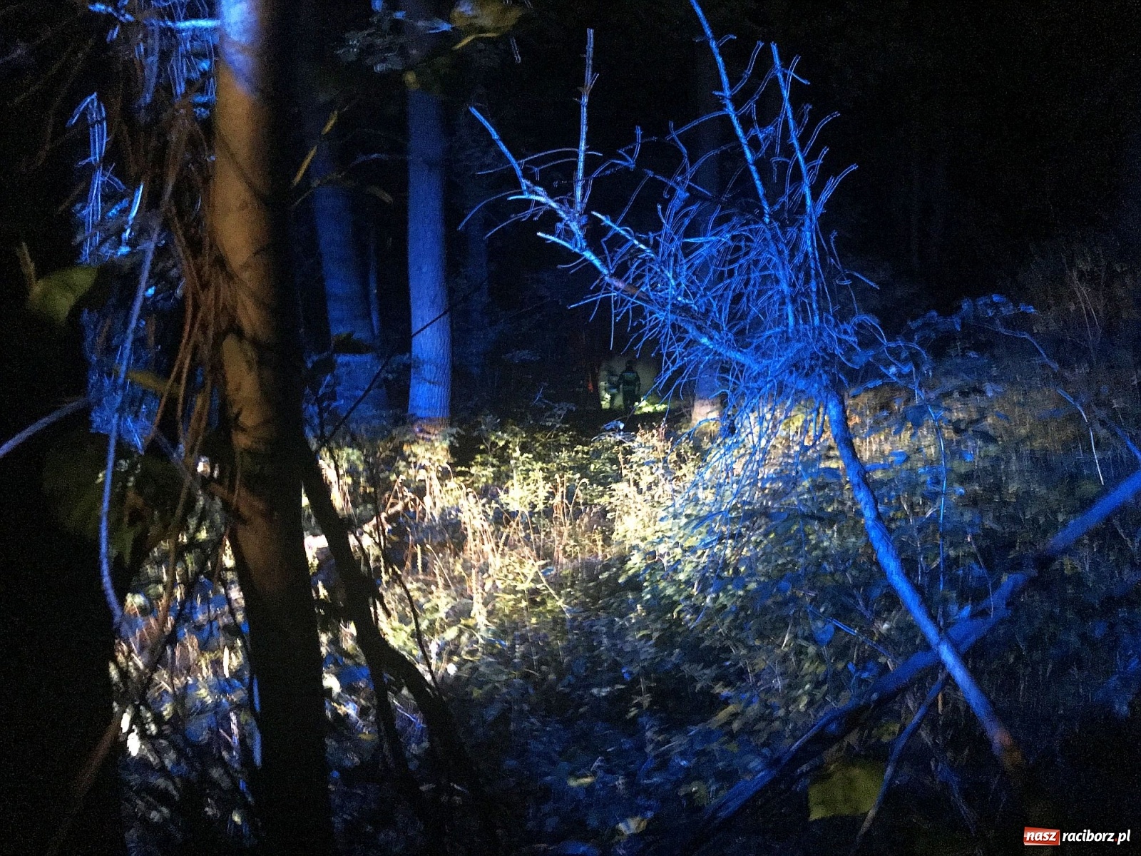 Zdjęcie w galerii na portalu naszraciborz.pl: Próba wzniecenia pożaru w lesie Bismarck w Brzeziu [FOTO i WIDEO] wiadomości z regionu