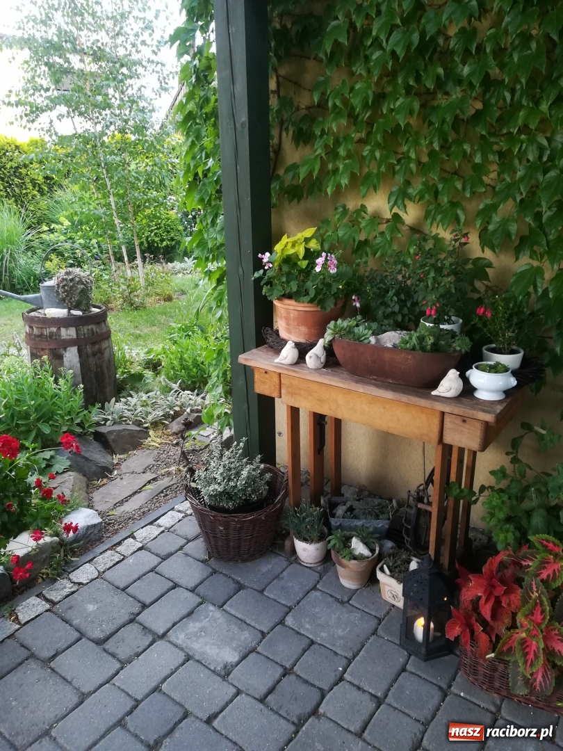 Zdjęcie w galerii na portalu naszraciborz.pl: Zielono mi. Zwycięski taras pani Magdy [FOTO]  wiadomości z regionu