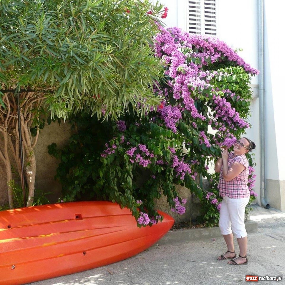 Zdjęcie w galerii na portalu naszraciborz.pl: Zielono mi. Zwycięski taras pani Magdy [FOTO]  wiadomości z regionu