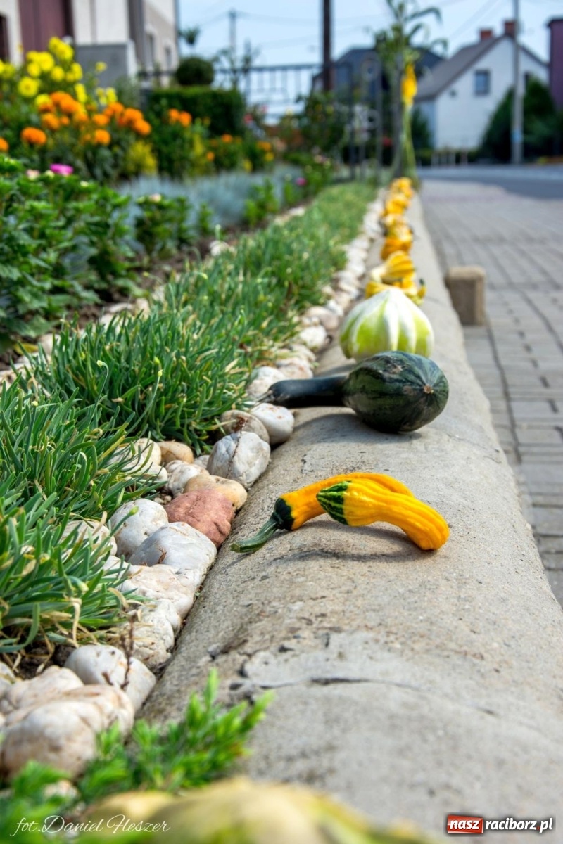 Zdjęcie w galerii na portalu naszraciborz.pl: Dożynki w Pietrowicach z lotu ptaka [WIDEO]  wiadomości z regionu