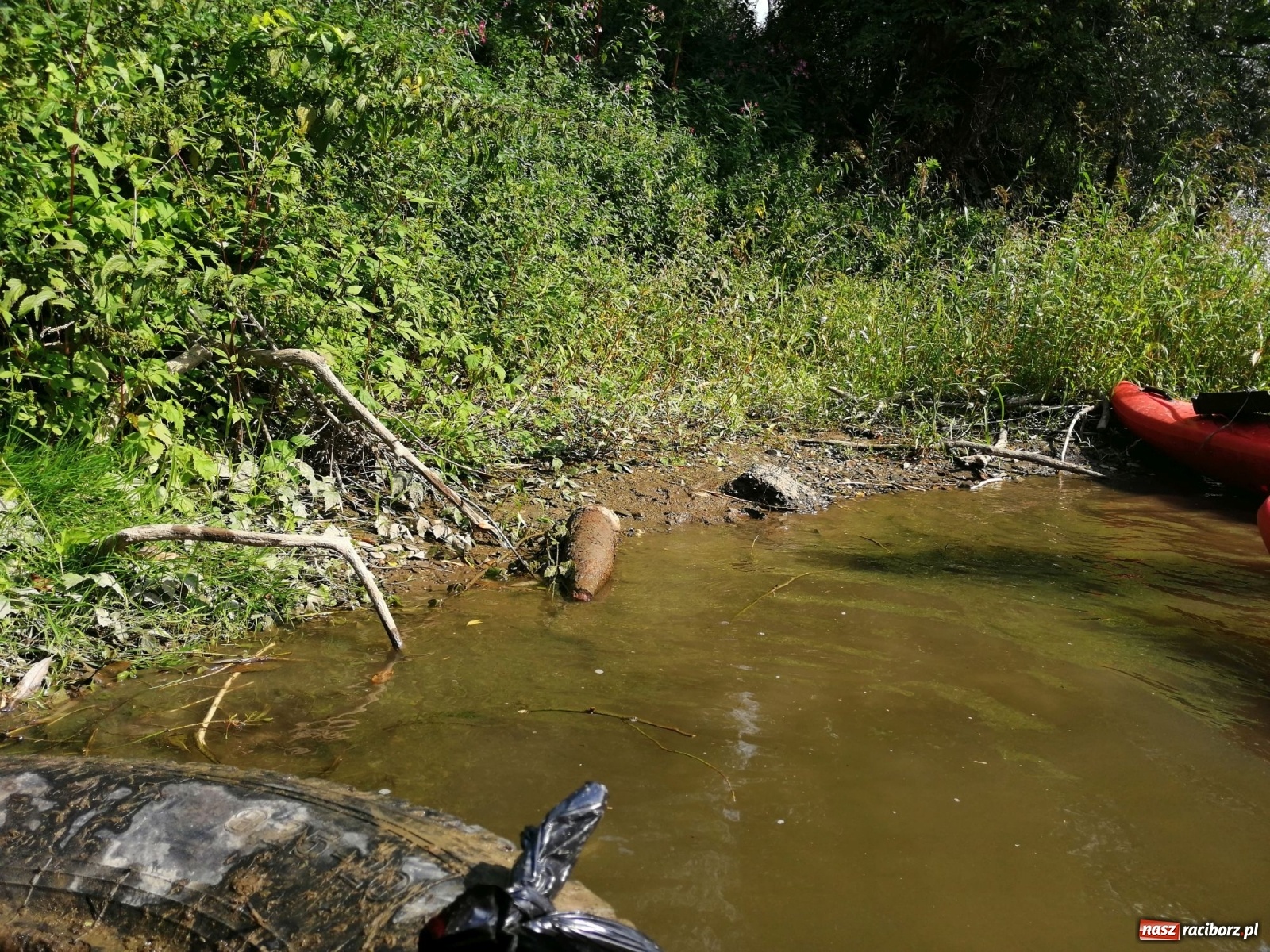 Zdjęcie w galerii na portalu naszraciborz.pl: Organizatorzy Pływadła szukają chętnych do sprzątania Odry wiadomości z regionu