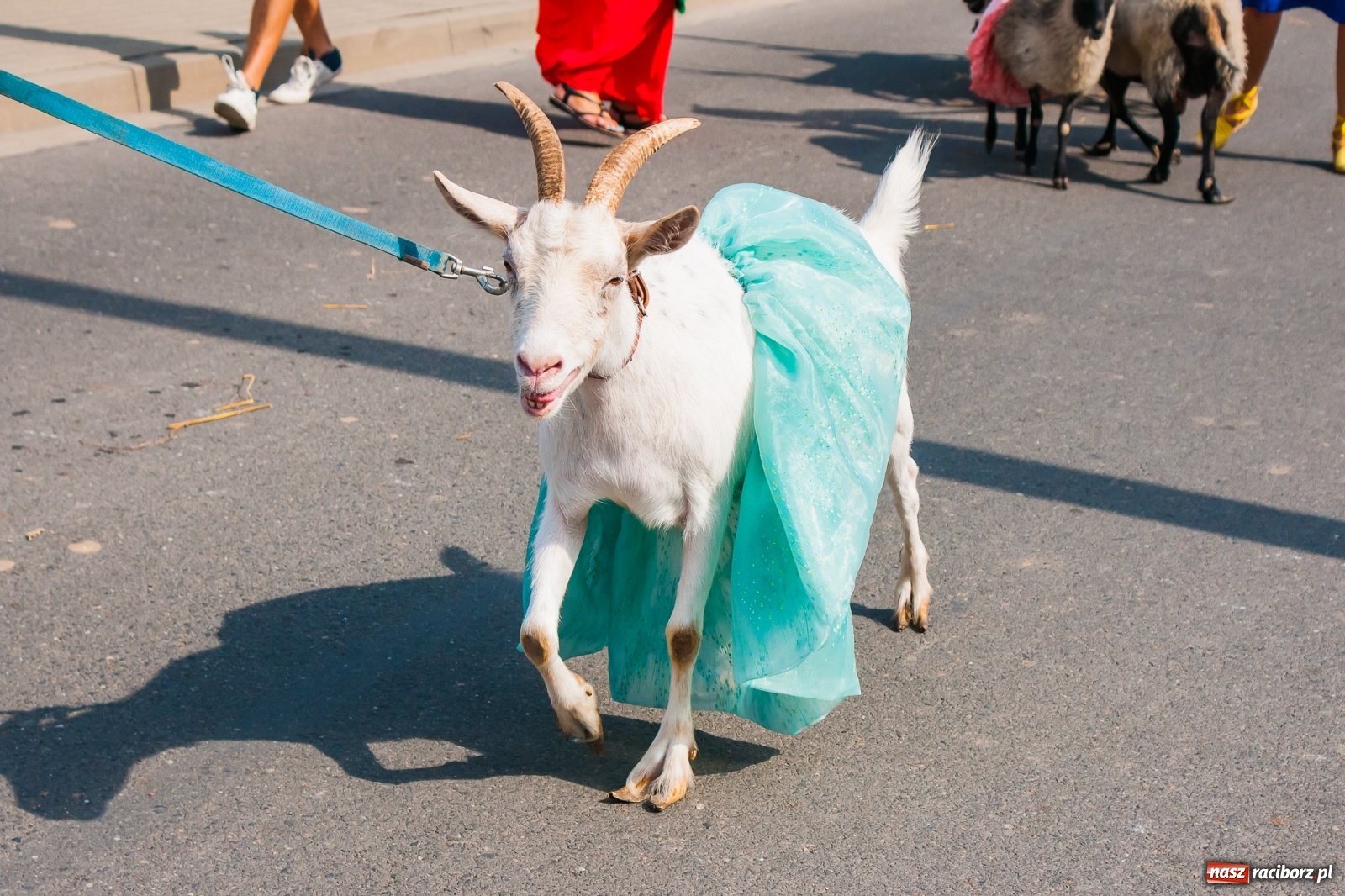 Zdjęcie w galerii na portalu naszraciborz.pl: Dożynki z humorem w Rudniku [FOTO i WIDEO] wiadomości z regionu