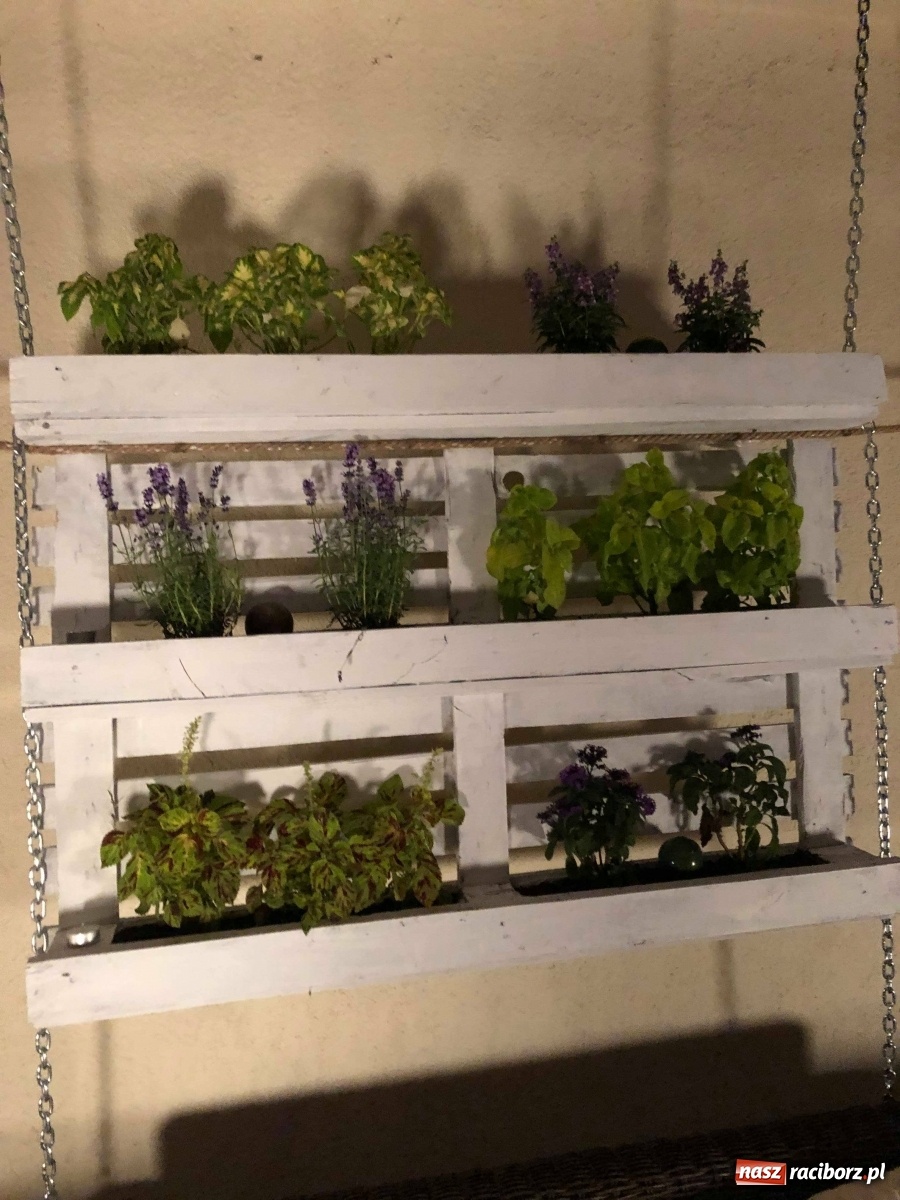 Zdjęcie w galerii na portalu naszraciborz.pl: Ukwiecony taras. Oaza pani Ewy [ZDJĘCIA] wiadomości z regionu