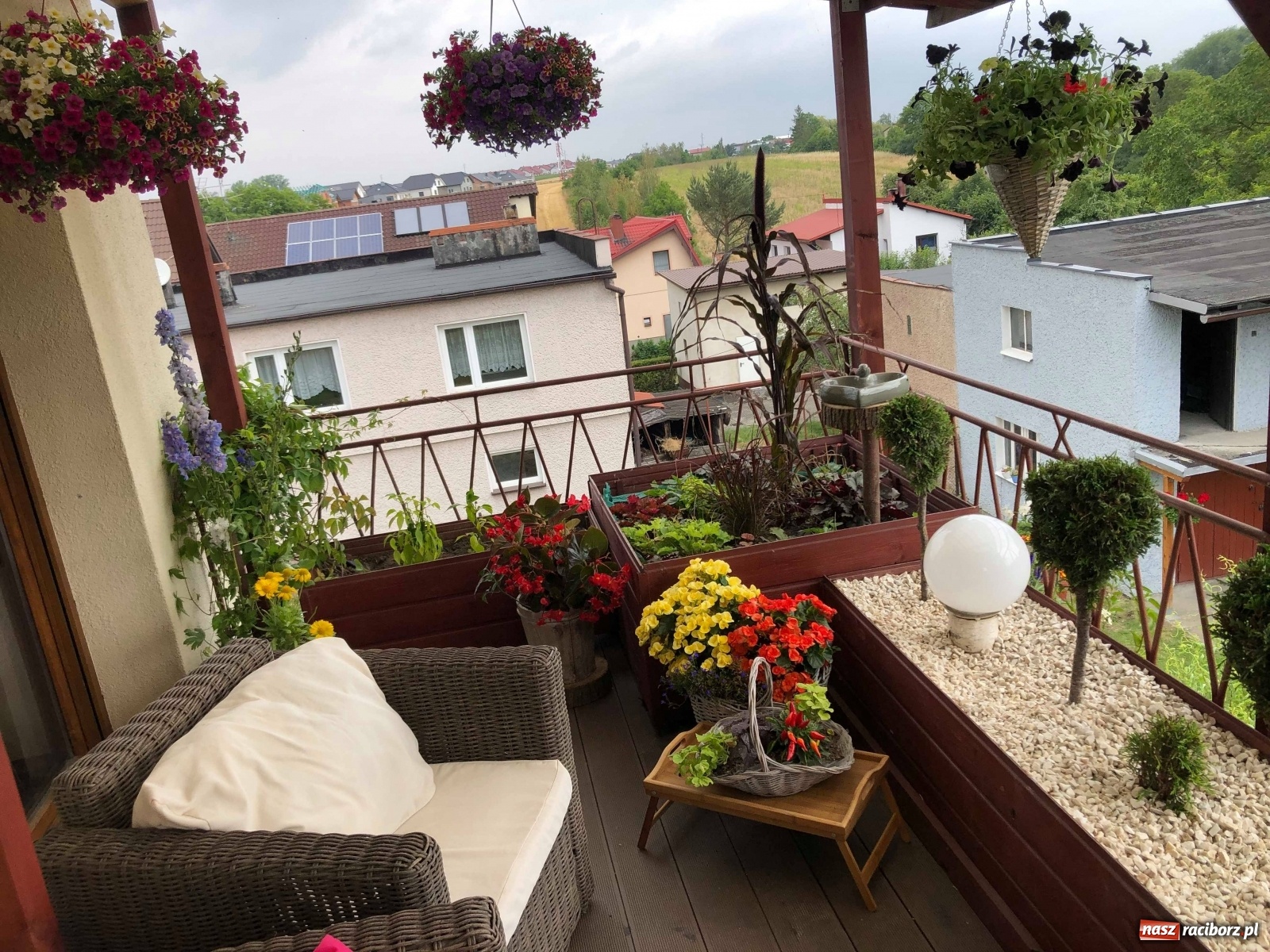 Zdjęcie w galerii na portalu naszraciborz.pl: Ukwiecony taras. Oaza pani Ewy [ZDJĘCIA] wiadomości z regionu
