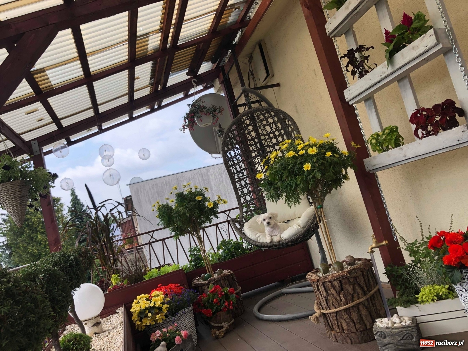 Zdjęcie w galerii na portalu naszraciborz.pl: Ukwiecony taras. Oaza pani Ewy [ZDJĘCIA] wiadomości z regionu