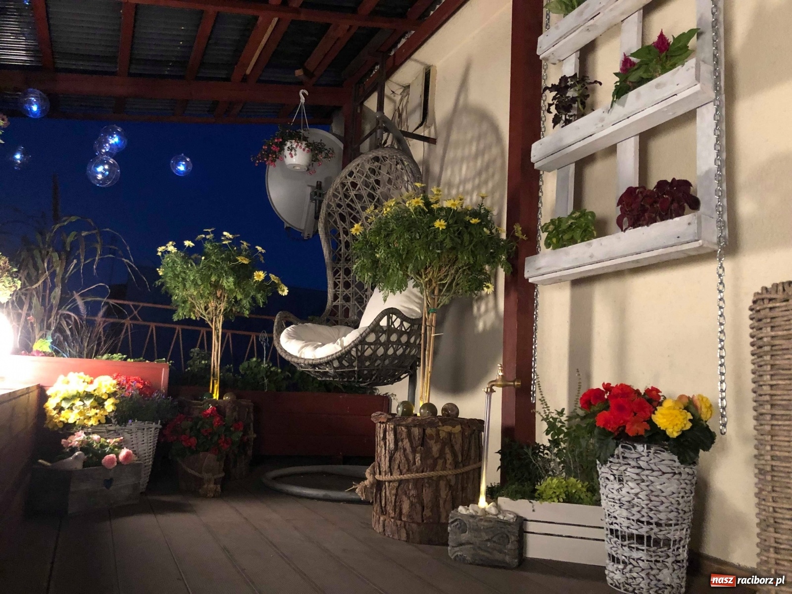 Zdjęcie w galerii na portalu naszraciborz.pl: Ukwiecony taras. Oaza pani Ewy [ZDJĘCIA] wiadomości z regionu