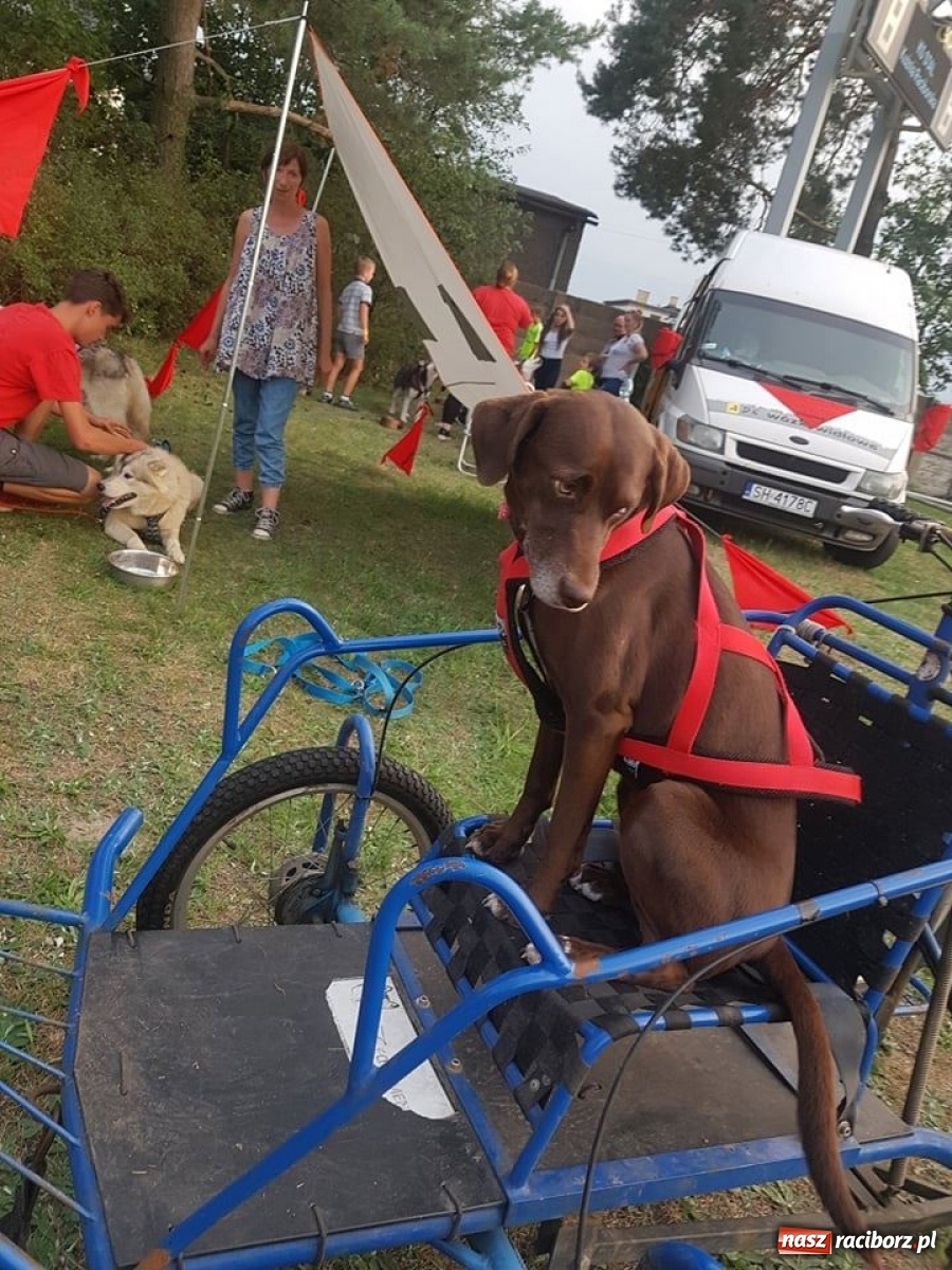 Zdjęcie w galerii na portalu naszraciborz.pl: Wilczy Pakt na Dniach Kuźni Raciborskiej [FOTO]  wiadomości z regionu