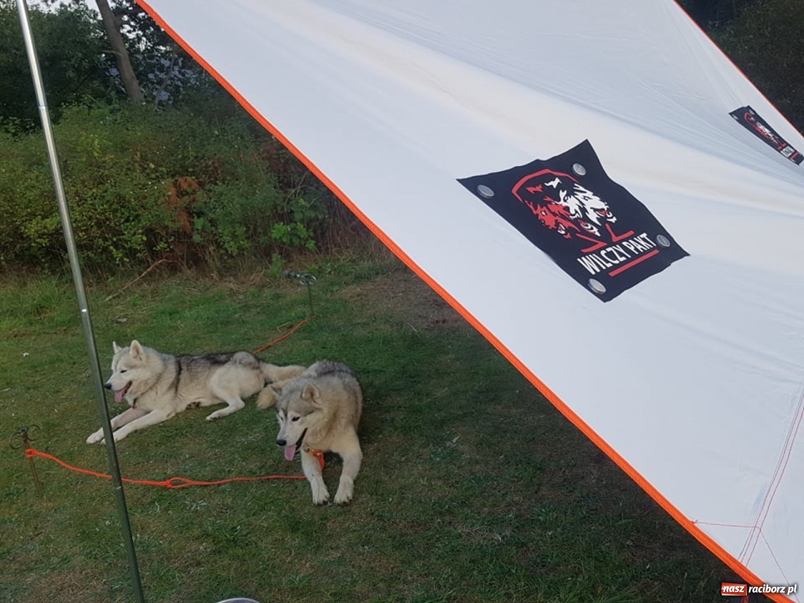 Zdjęcie w galerii na portalu naszraciborz.pl: Wilczy Pakt na Dniach Kuźni Raciborskiej [FOTO]  wiadomości z regionu