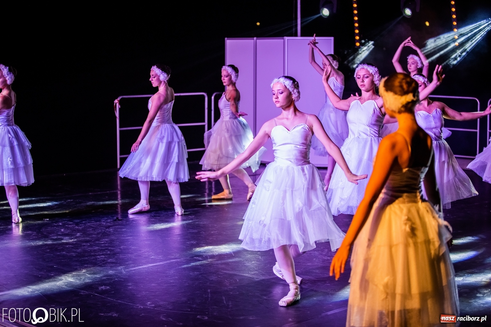 Zdjęcie w galerii na portalu naszraciborz.pl: Zaklęty łabędź zdobył Racibórz [FOTO]  wiadomości z regionu