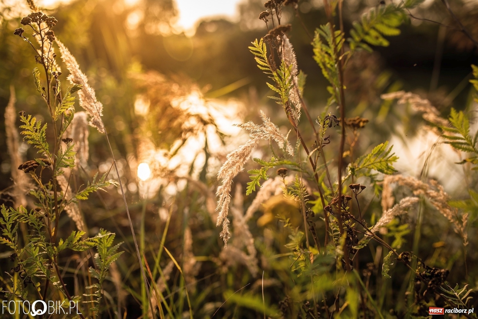 Zdjęcie w galerii na portalu naszraciborz.pl: Sen o Acapulco. Śmiałe wizje utopione w śmieciach i betonie [FOTO]  wiadomości z regionu