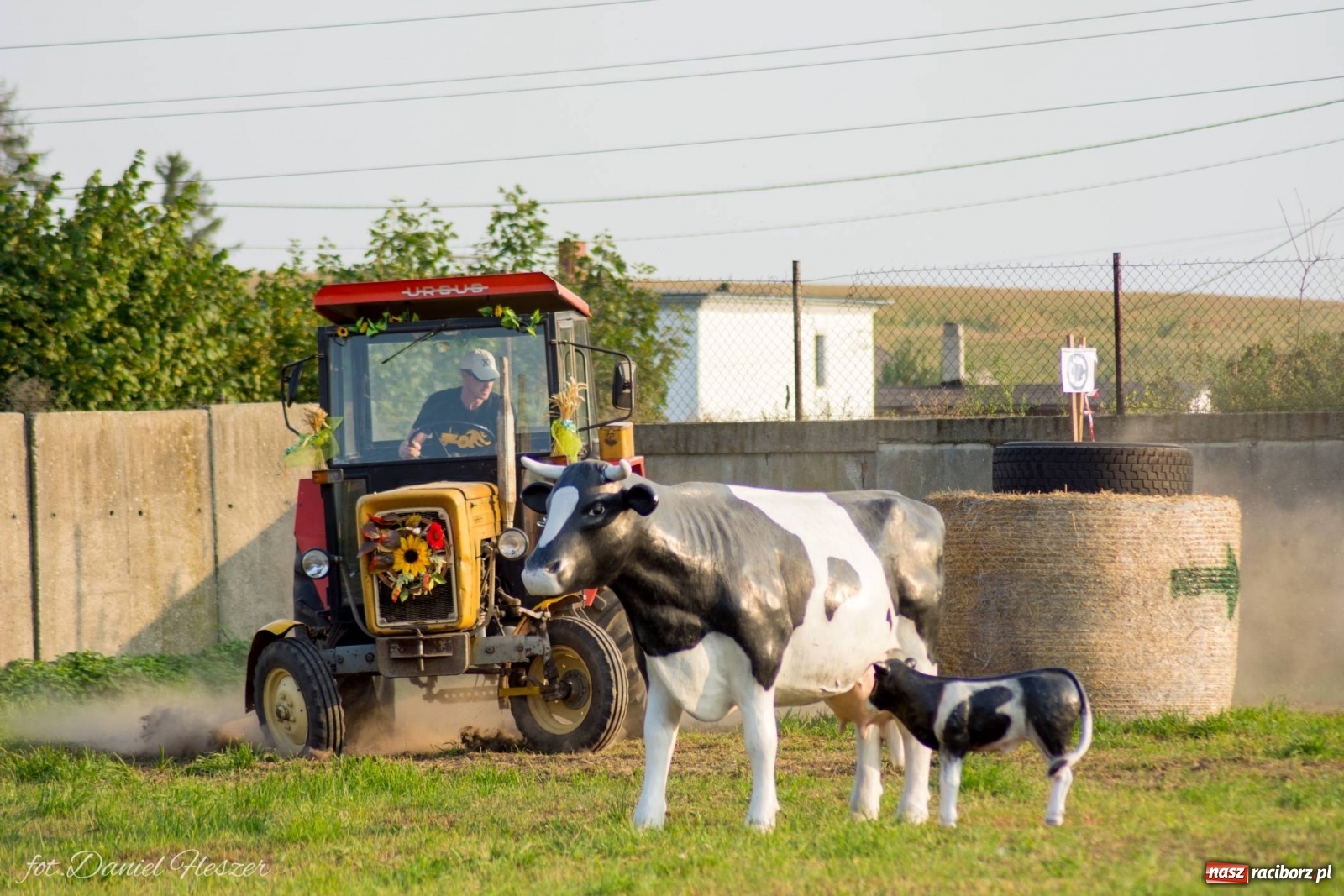 Zdjęcie w galerii na portalu naszraciborz.pl: Krowiarki 2019. Zmagania traktorów i dożynkowy korowód [FOTO z DRONA] wiadomości z regionu