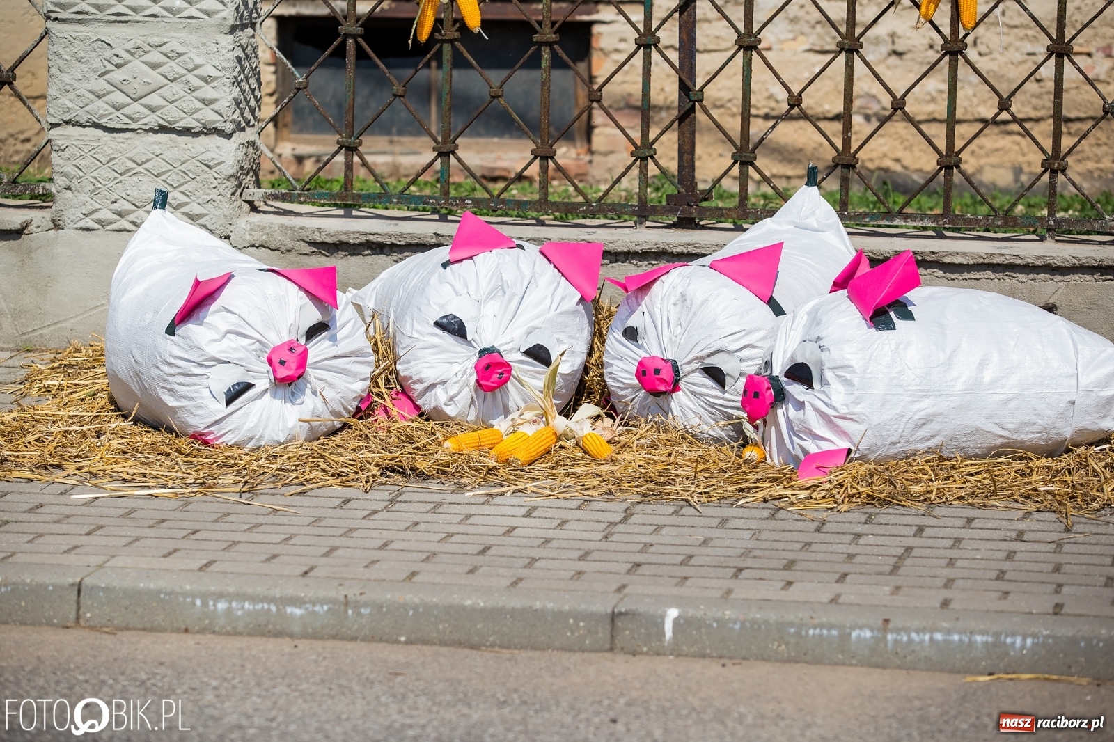 Zdjęcie w galerii na portalu naszraciborz.pl: Dożynki w Pietraszynie. Gmina Krzanowice to rolnicza potęga [FOTO i WIDEO] wiadomości z regionu