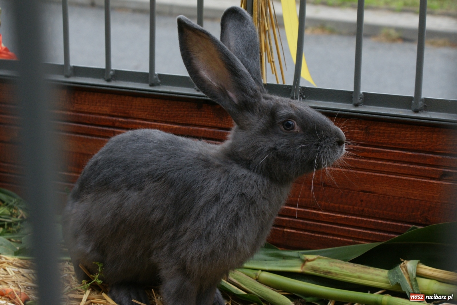Zdjęcie w galerii na portalu naszraciborz.pl: Rolnicy ze Studziennej podziękowali za plony [FOTO i WIDEO] wiadomości z regionu