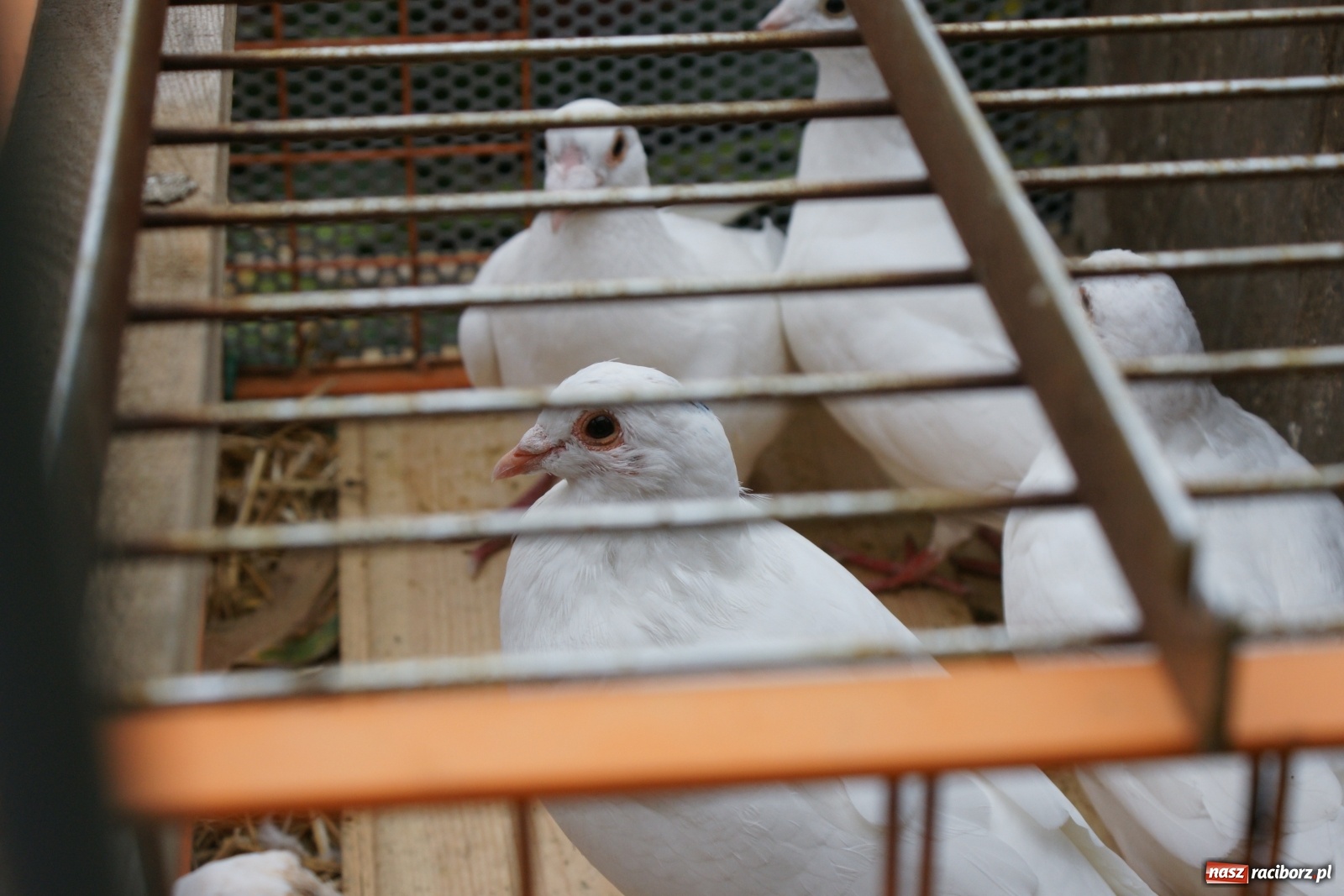 Zdjęcie w galerii na portalu naszraciborz.pl: Rolnicy ze Studziennej podziękowali za plony [FOTO i WIDEO] wiadomości z regionu