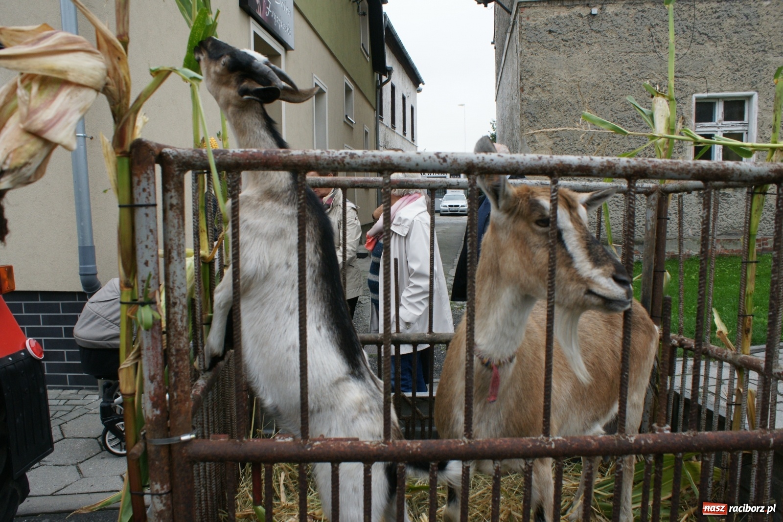 Zdjęcie w galerii na portalu naszraciborz.pl: Rolnicy ze Studziennej podziękowali za plony [FOTO i WIDEO] wiadomości z regionu