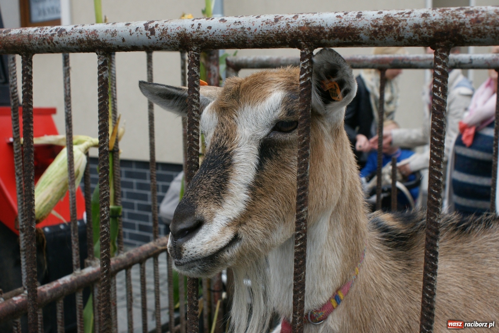 Zdjęcie w galerii na portalu naszraciborz.pl: Rolnicy ze Studziennej podziękowali za plony [FOTO i WIDEO] wiadomości z regionu