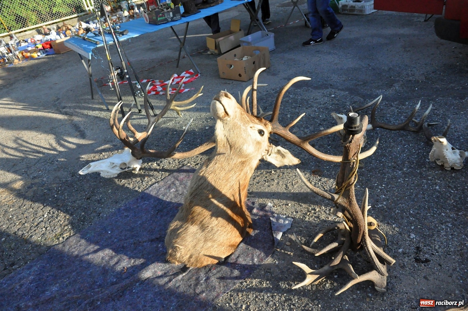 Zdjęcie w galerii na portalu naszraciborz.pl: Jesienny Jarmark na Granicy w Chałupkach [FOTO] wiadomości z regionu