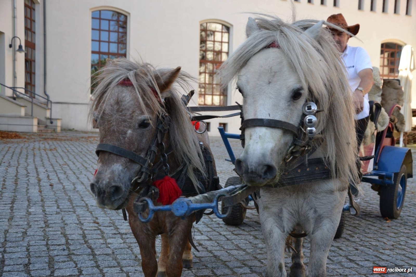 Zdjęcie w galerii na portalu naszraciborz.pl: „Raciborzanin - to brzmi dumnie” - II edycja festiwalu za nami [FOTO] wiadomości z regionu