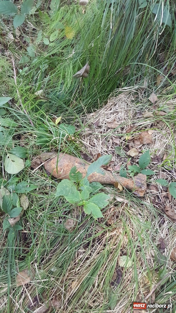 Zdjęcie w galerii na portalu naszraciborz.pl: W Oborze leżał sobie... pocisk  wiadomości z regionu