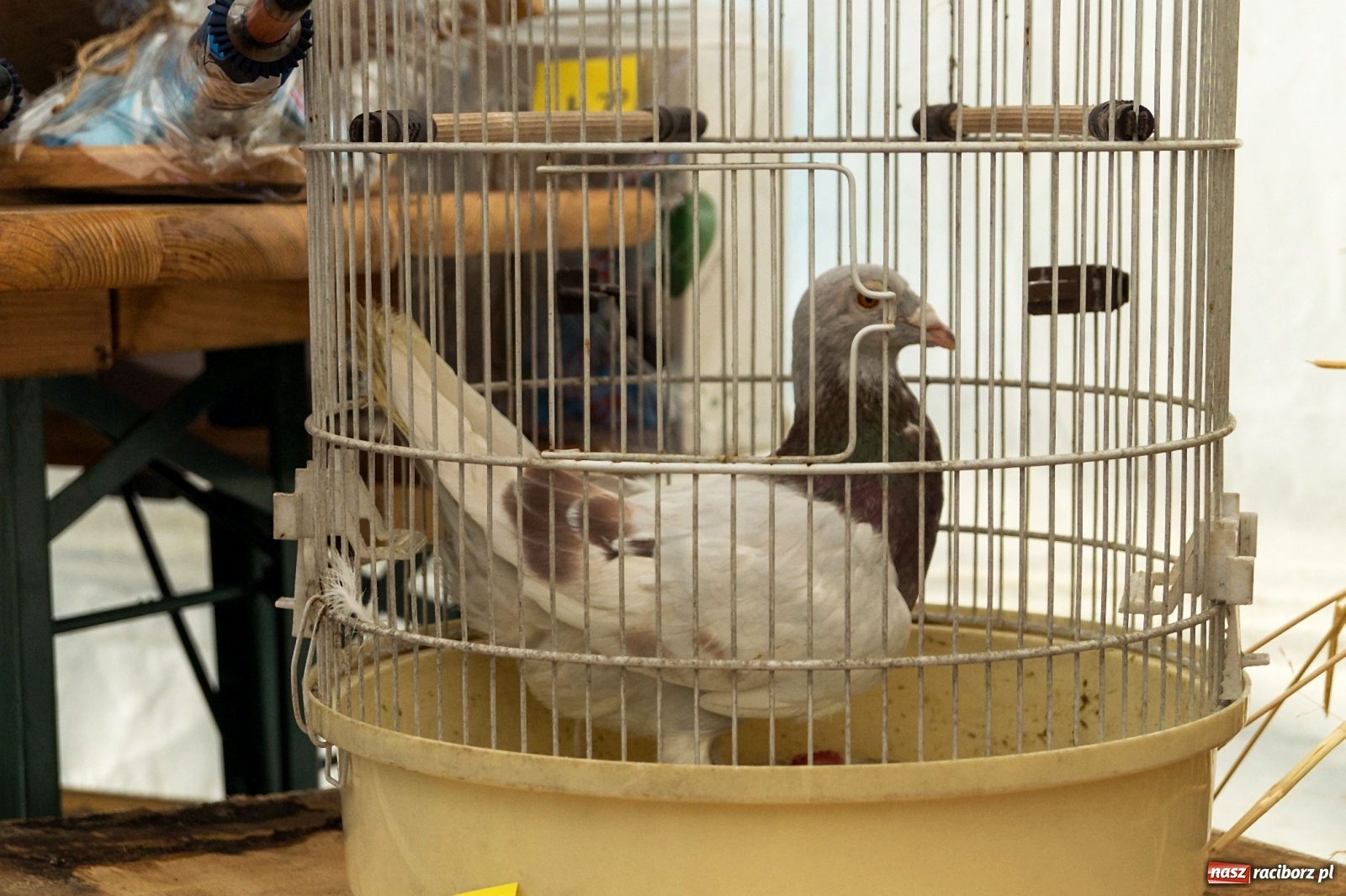 Zdjęcie w galerii na portalu naszraciborz.pl: Przeciąganie liny i królik do wygrania. Dożynki w Górkach Śląskich [FOTO] wiadomości z regionu