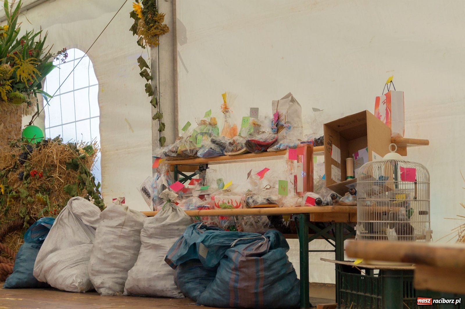 Zdjęcie w galerii na portalu naszraciborz.pl: Przeciąganie liny i królik do wygrania. Dożynki w Górkach Śląskich [FOTO] wiadomości z regionu