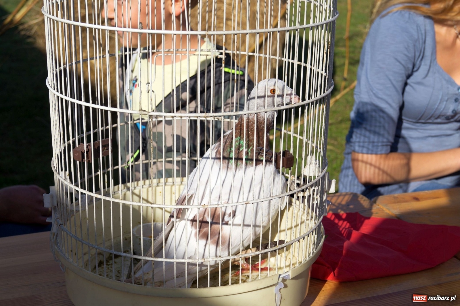 Zdjęcie w galerii na portalu naszraciborz.pl: Przeciąganie liny i królik do wygrania. Dożynki w Górkach Śląskich [FOTO] wiadomości z regionu