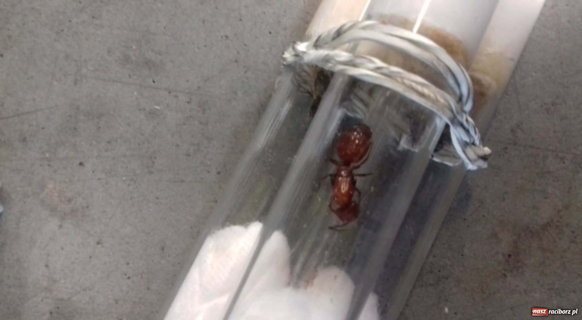 Zdjęcie w galerii na portalu naszraciborz.pl: Celnicy byli w szoku, kiedy to zobaczyli [FOTO] wiadomości z regionu